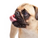 pug-698659_1920