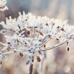 0-Fototipps-Winter-Details-Frost