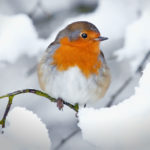 0-Fototipps-Winter-Details-Voegel