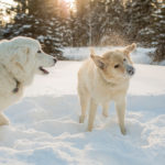 0-Fototipps-Winter-aussen-Familienfotos-Haustiere