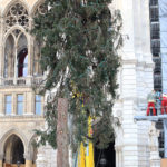 Demontage Christbaum Rathausplatz