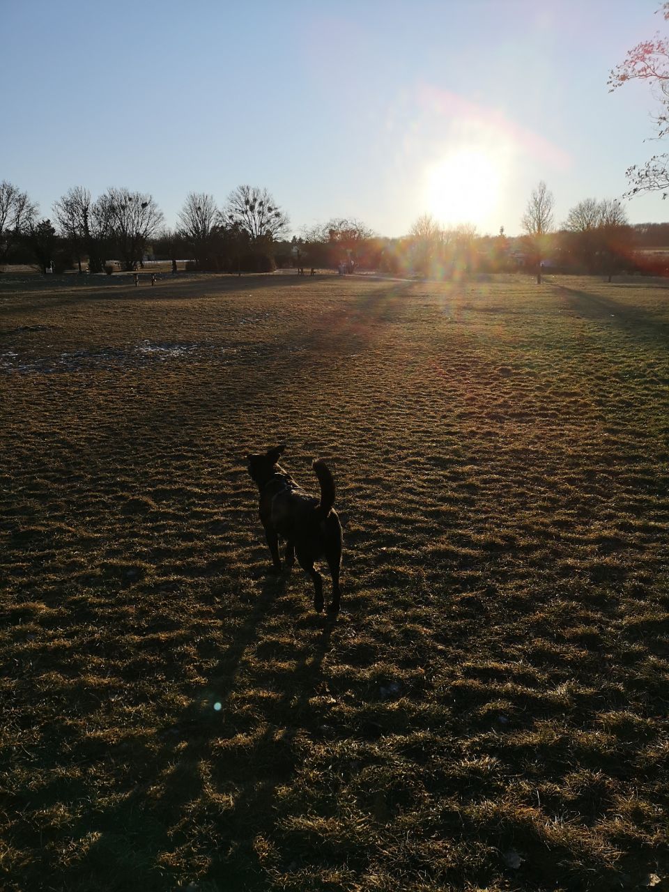 Das sind Wiens größte Hundezonen