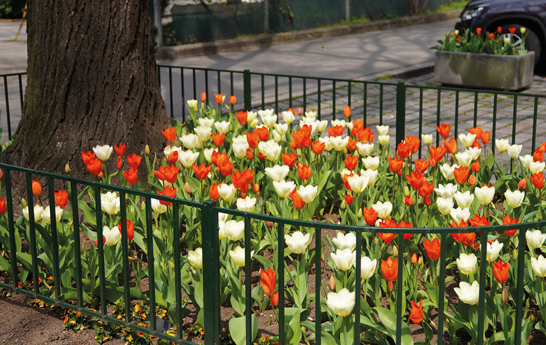 Wien: Urban Gardening im Grätzl