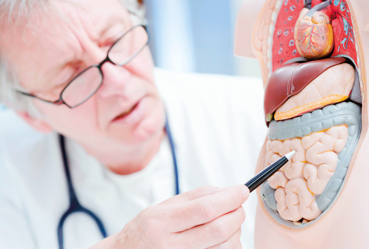 Rolle des Darms für die Gesundheit