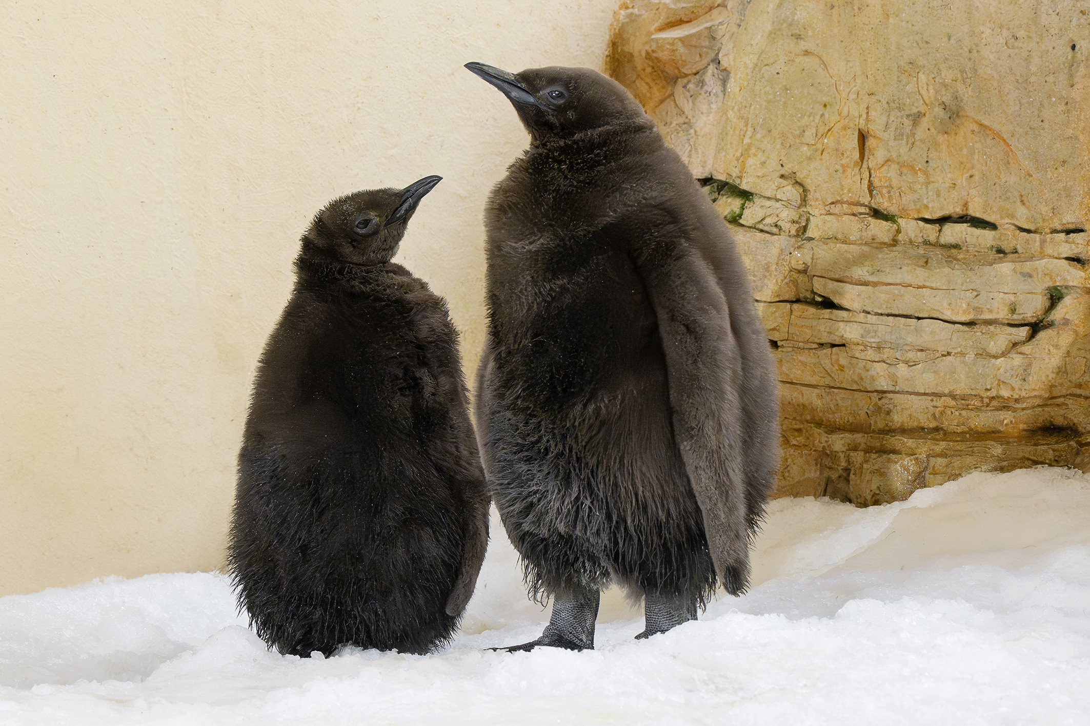 Schönbrunner Zoo: Jetzt kann der Winter kommen
