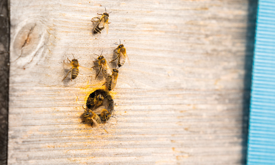 200.000 Bienen “wohnen” im Studentenheim