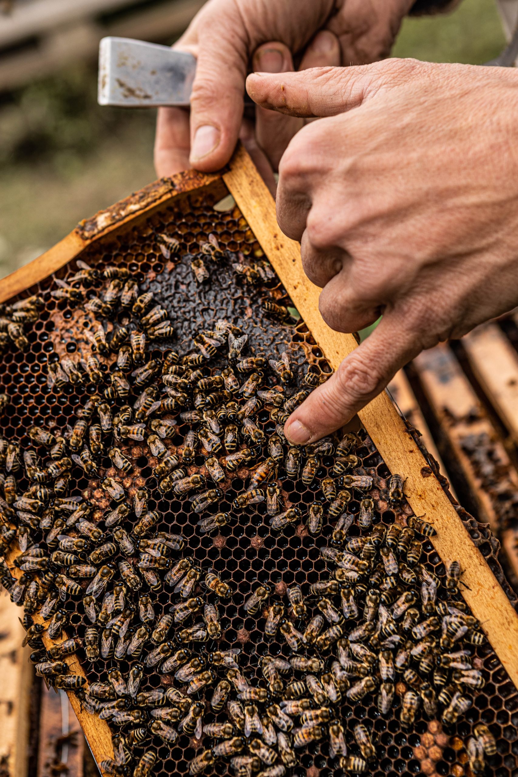 Hafen Wien: Heimat für 800.000 Bienen