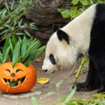 PA_Halloween3