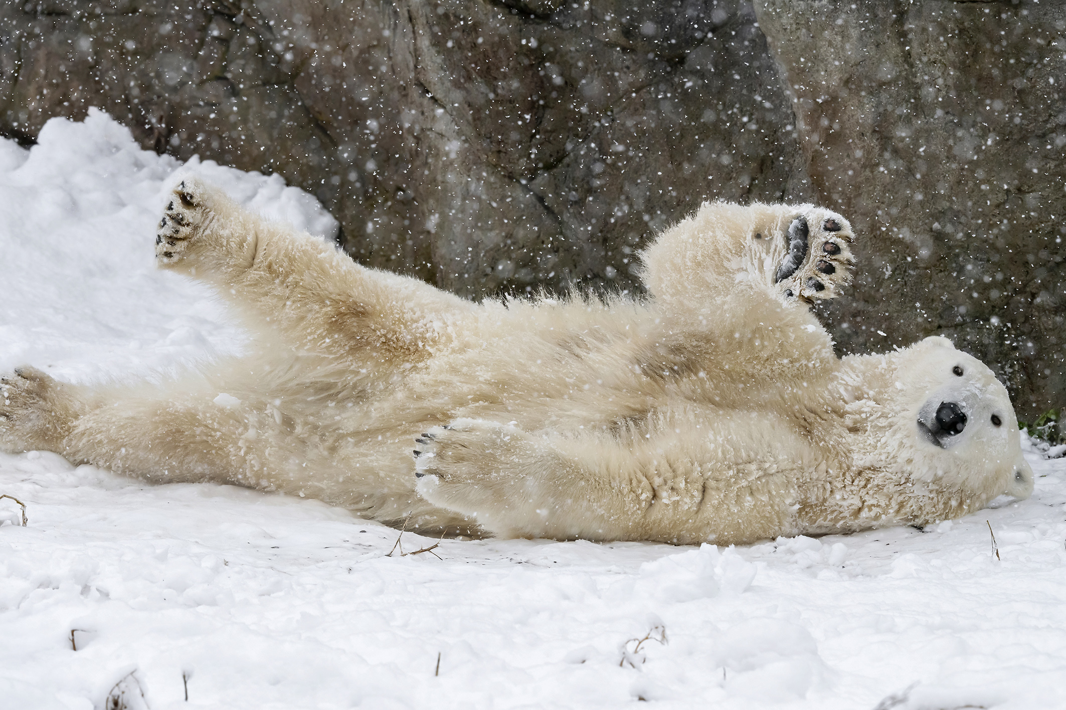 Öffnung und Schnee – Darüber freut sich nicht nur der Tiergarten