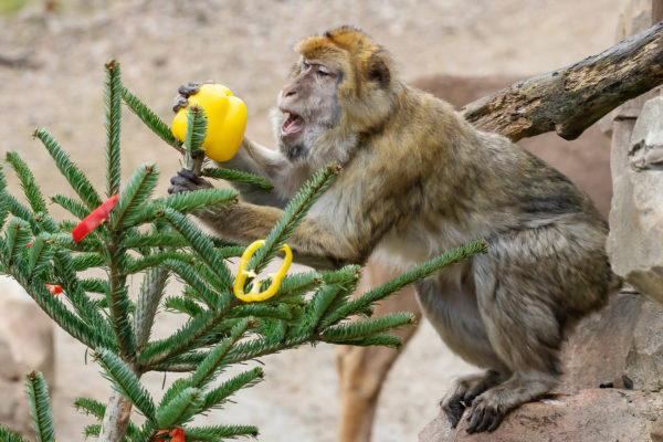 Barbary macaques are already in the Christmas spirit! - Vienna District ...