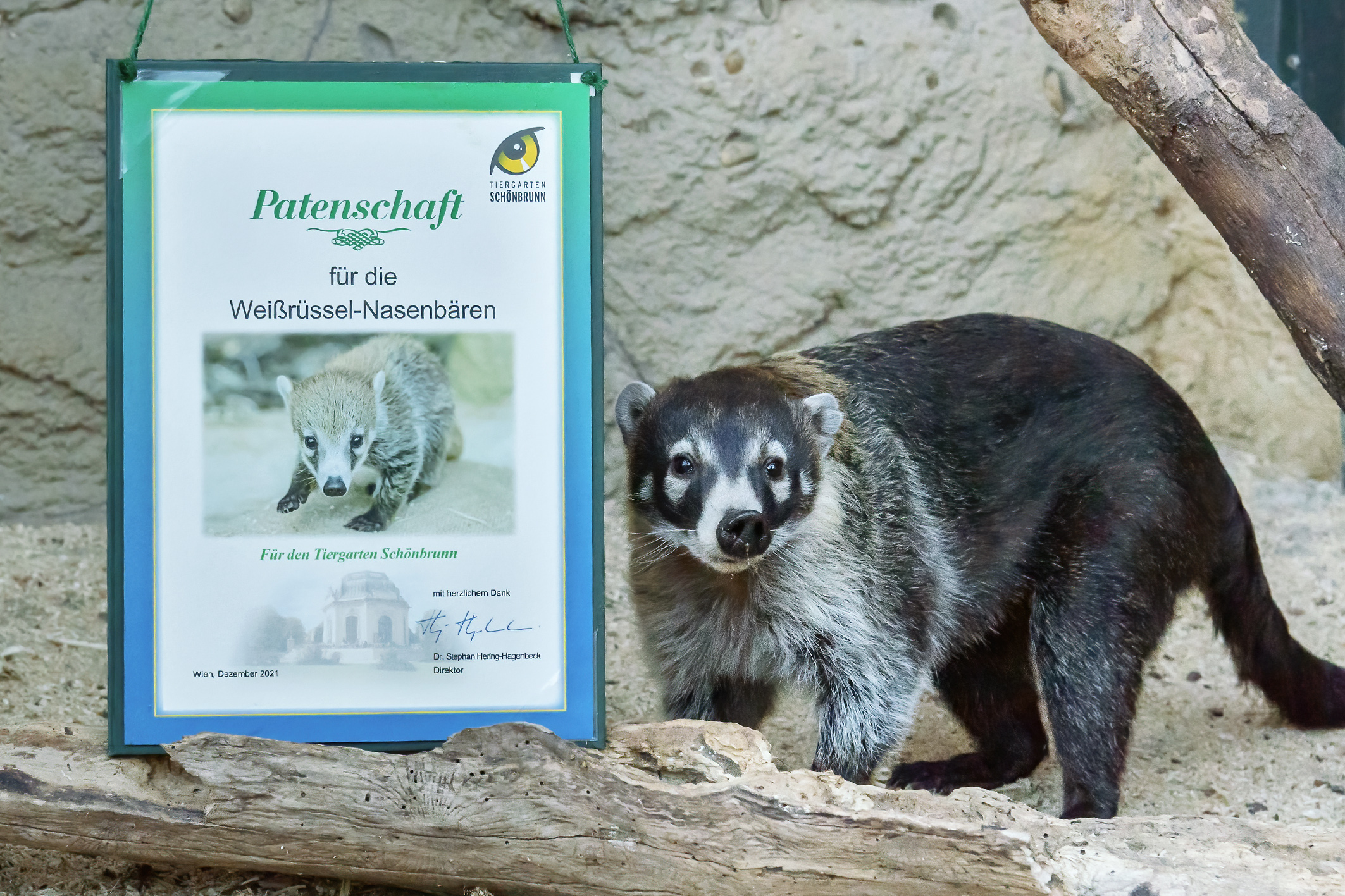 Tiergarten Schönbrunn: Tierisch gute Weihnachten