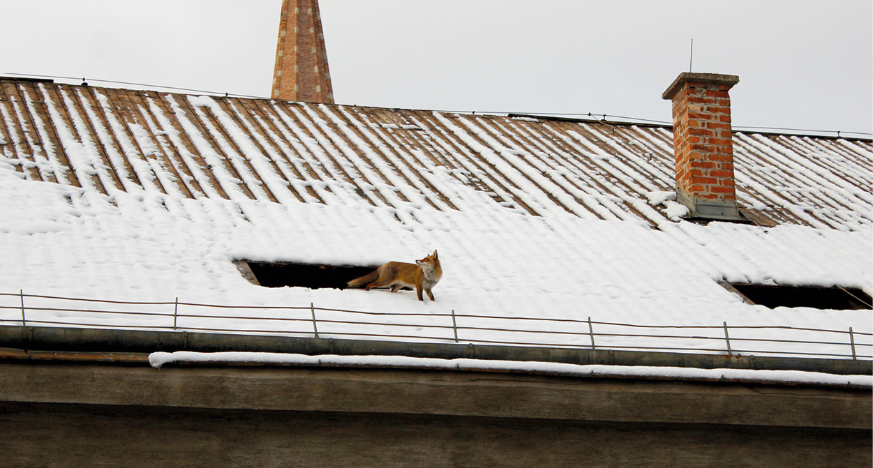 Füchse gehen mitten im Stadtgebiet spazieren!