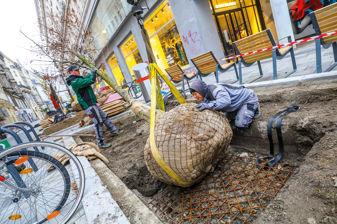 Große Bäume für die kühle Gasse