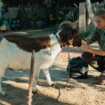 “Les Vétos” – un film de Julie Manoukian
