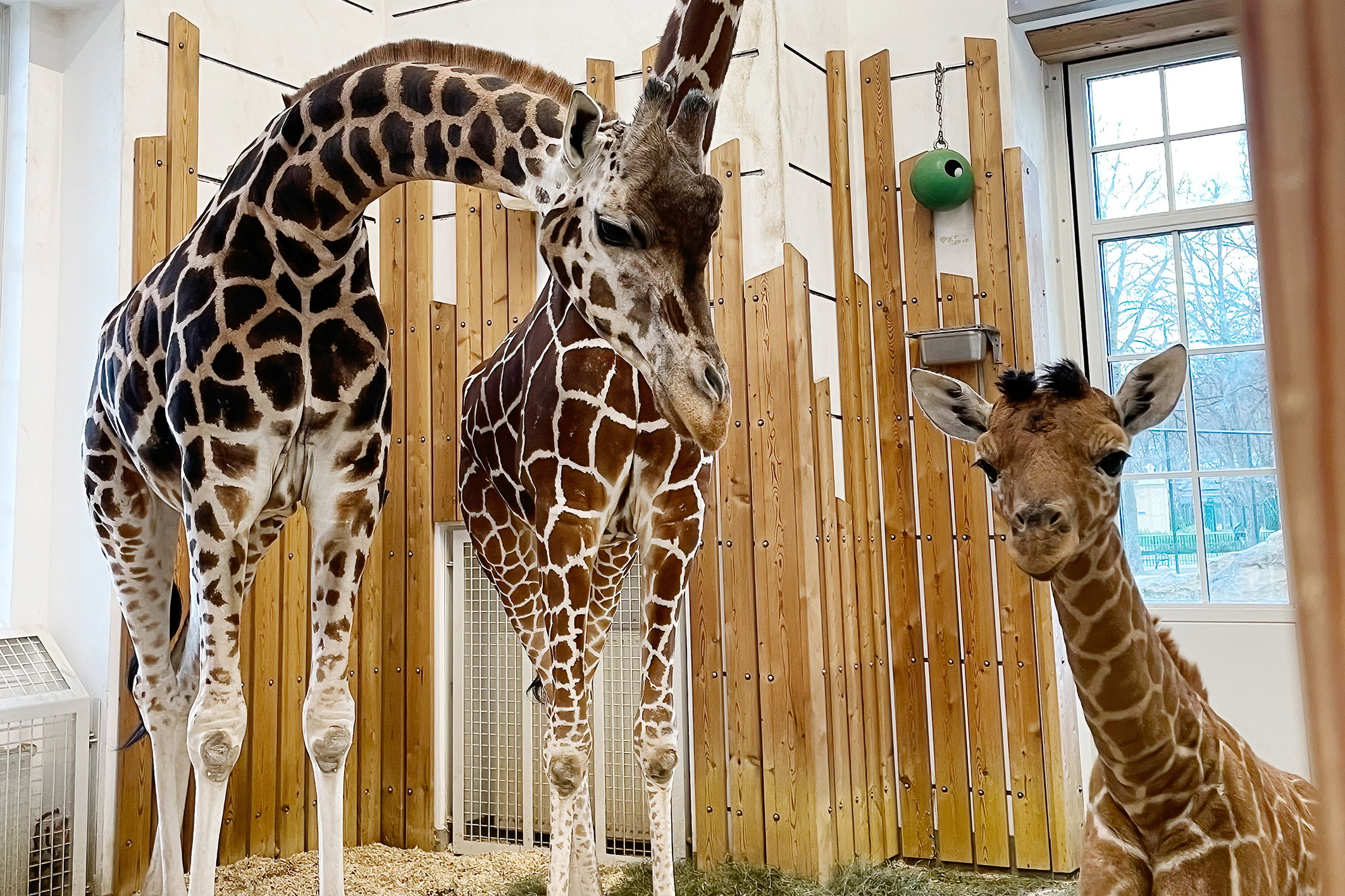 Giraffen-Mädchen wird nicht aus den Augen gelassen