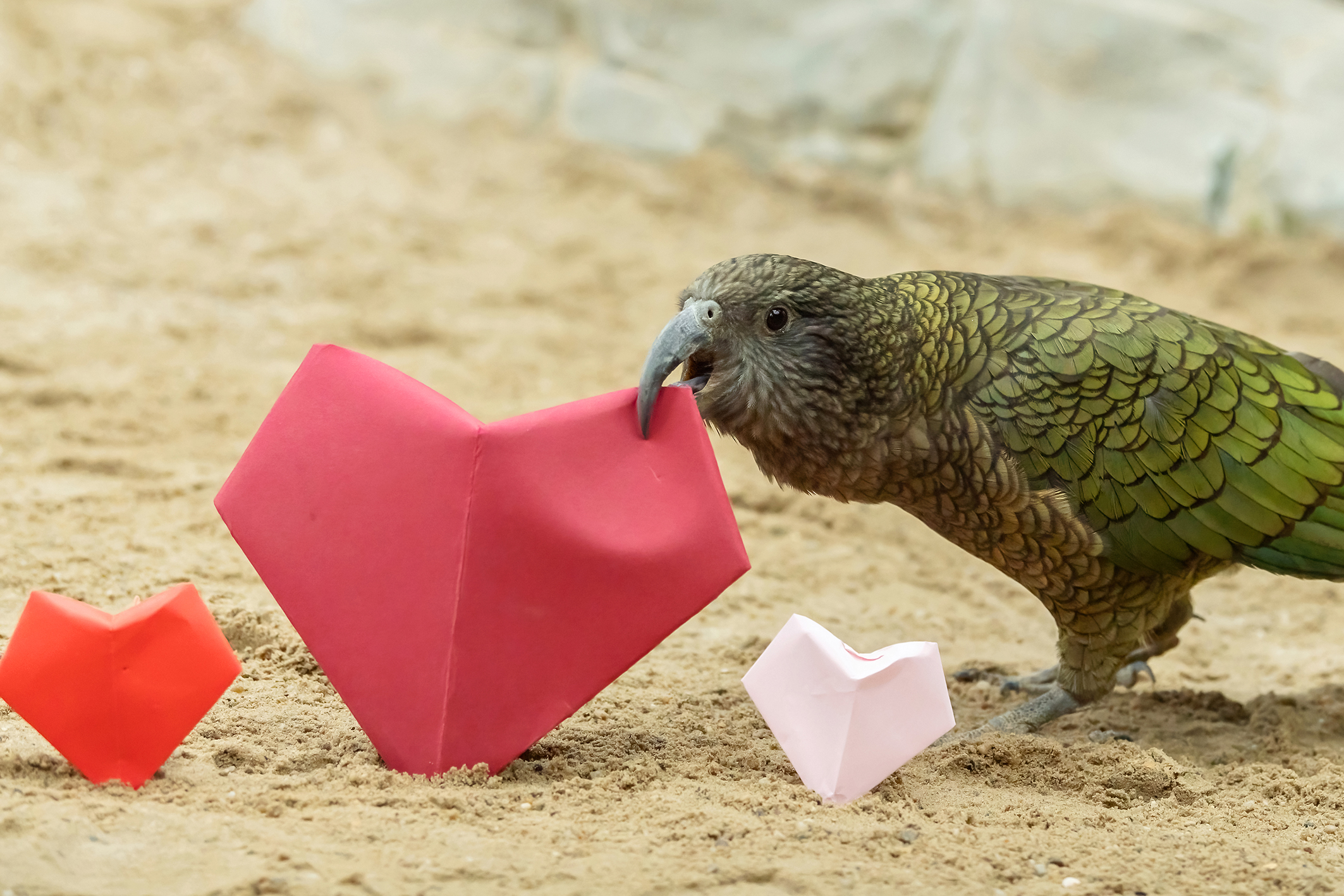 Valentinstag: halber Eintritt für Paare im Tiergarten Schönbrunn!