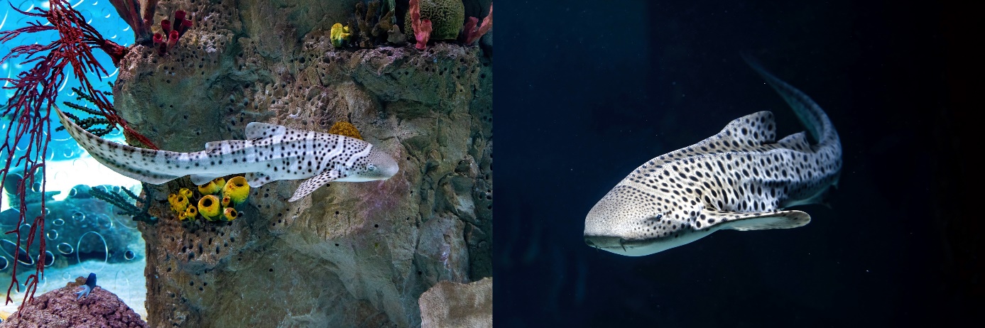 Schulbeginn auch bei den Haien!