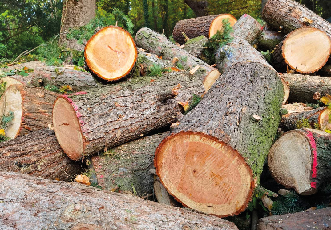 „Die Bäume besser schützen!“