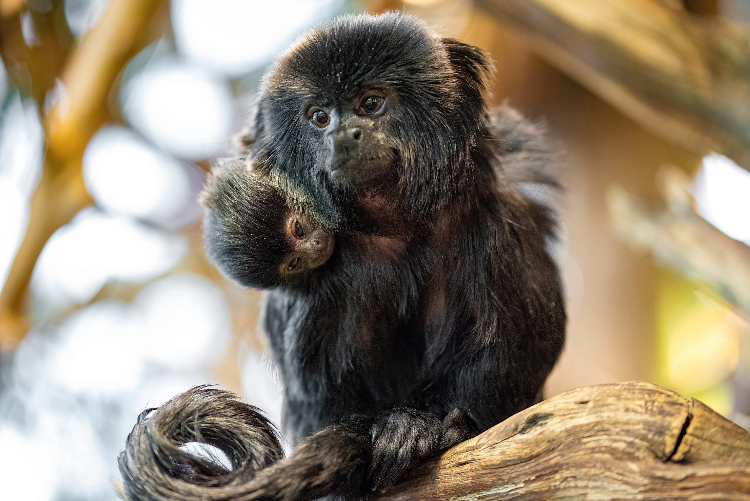 Alle Jahre wieder ein kleiner Springtamarin