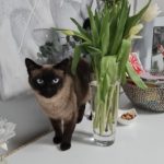 Bildschirmfoto 2022-03-21 um 09.03.43