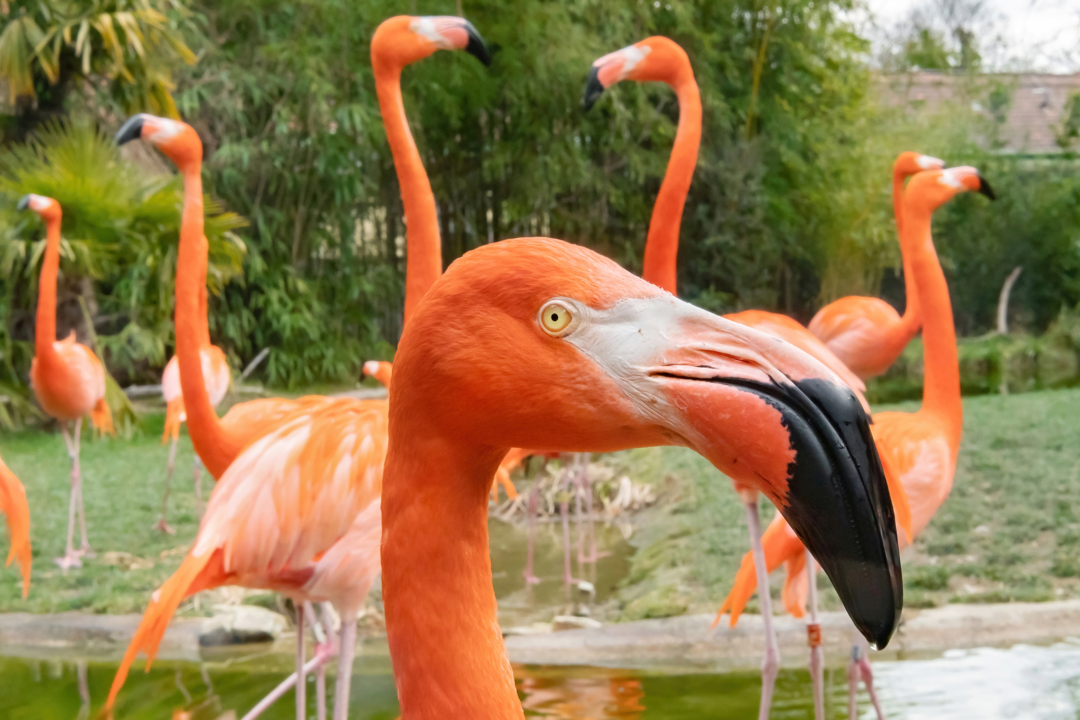 Frühlingsstimmung im Tiergarten Schönbrunn