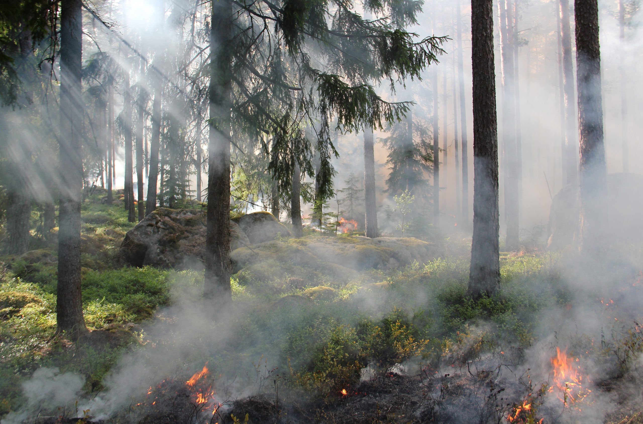Forstbetriebe warnen vor erhöhter Waldbrandgefahr