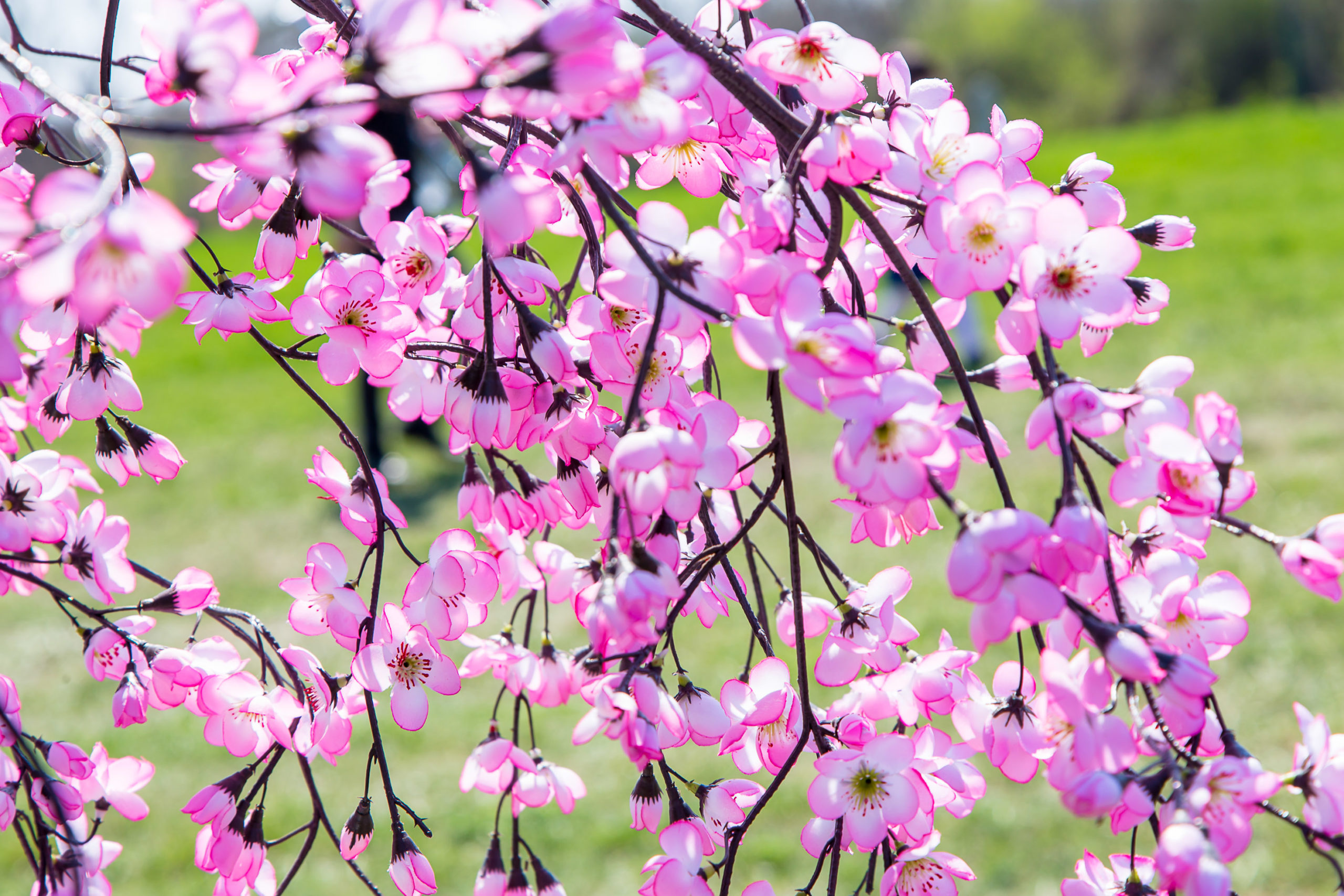 Kirschblüte Wien 2022: Ein Hauch Fernost