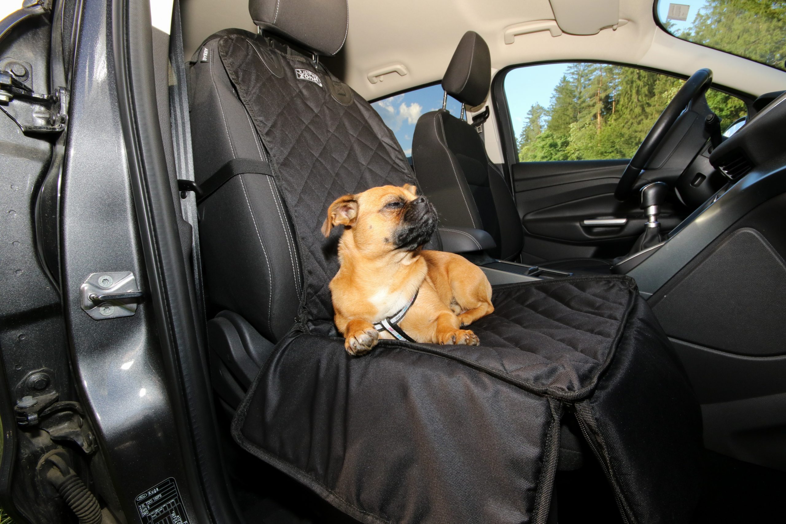 Mit Haustieren im Auto unterwegs: So sind Hund & Co gut geschützt