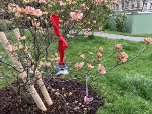 (C) Ernst Berger: Wiens erster Schnullerstrauch steht im Theresienbadpark.