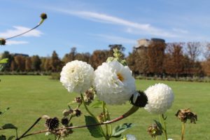 (C) pixabay: Gerade im Frühling laden die vielen Parks in Wien zum Seele baumeln lassen ein.
