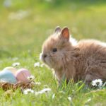 (C) pixabay: Ostern in Wien lockt mit vielen Veranstaltungen und Attraktionen.