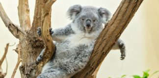 (C) Daniel Zupanc: Koala-Mädchen Milaa Milaa feiert ihren zweiten Geburtstag.