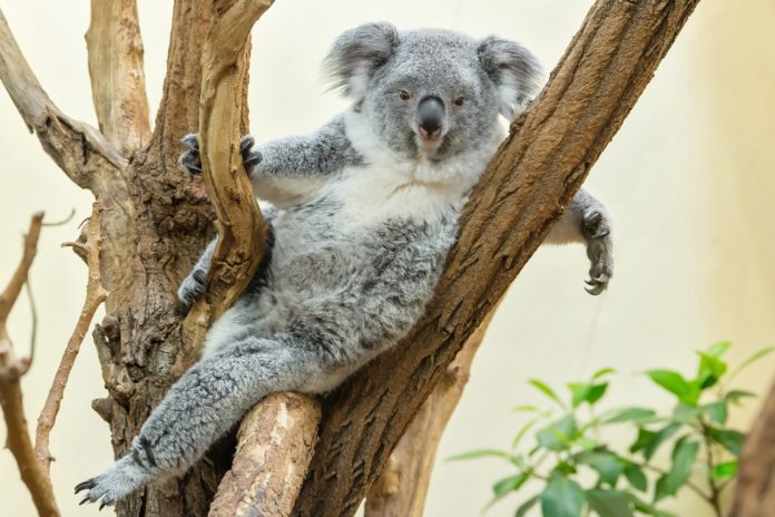 (C) Daniel Zupanc: Koala-Mädchen Milaa Milaa feiert ihren zweiten Geburtstag.