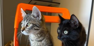 (C) TierQuarTier Wien: Die Babykatzen Feli und Filiz wurden eiskalt ausgesetzt!