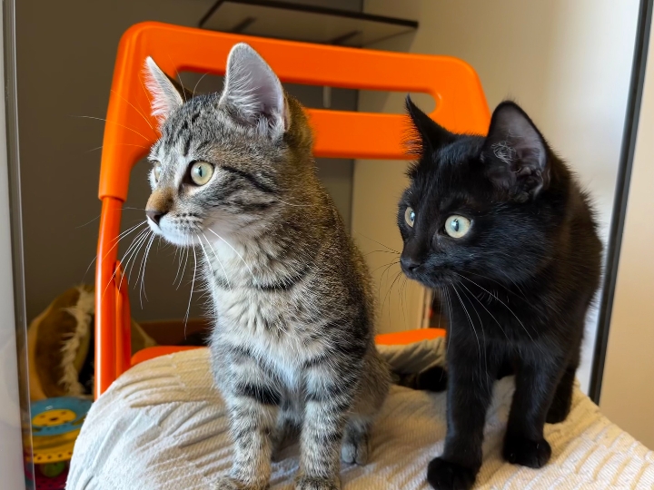 Zwei hilflose Babykatzen eiskalt ausgesetzt