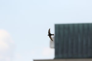 (C) Ferdinand Schmeller/Stadt Wien Umweltschutz: Für die nächsten Wochen werden wir seine Rufe wieder über den Dächern und in den Straßenschluchten unserer Stadt hören, bevor sich die ersten Ende Juli wieder auf den Weg übers Meer machen.