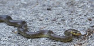 (C) Jürgen Rienesl/Stadt Wien Umweltschutz: Vier Arten von Schlangen leben in Wien. Darunter die Äskulapnatter (Bild).