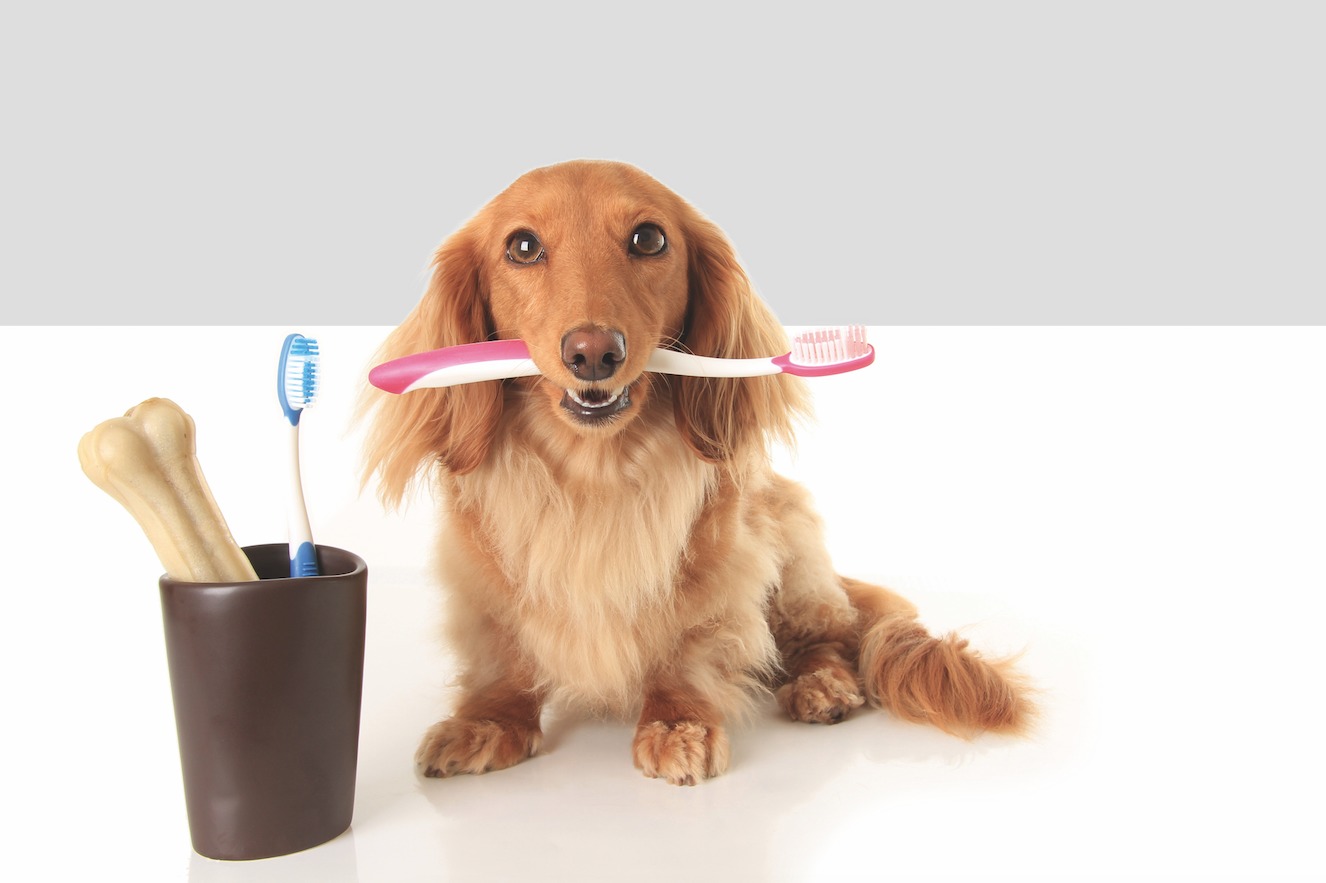 Zahngesundheit bei Hund und Katze!
