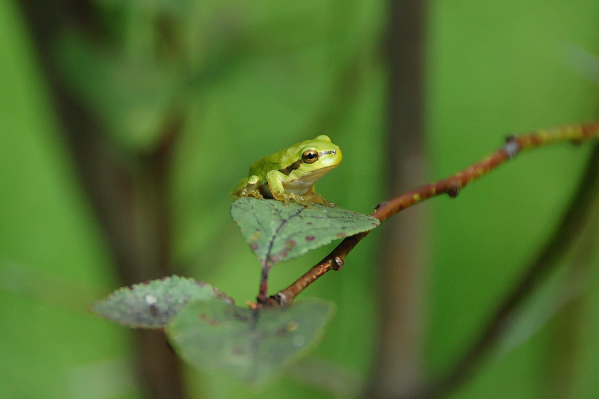 Aktionswoche „Von Alpenkammmolch bis Zauneidechse”