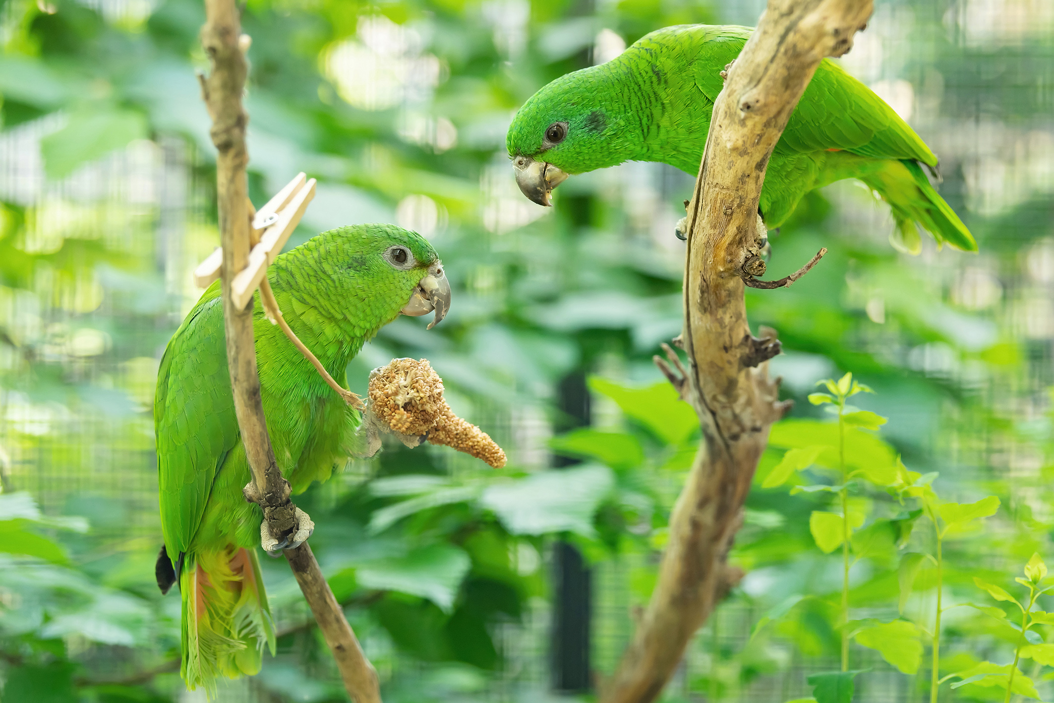 Eine beflügelte Liebesgeschichte