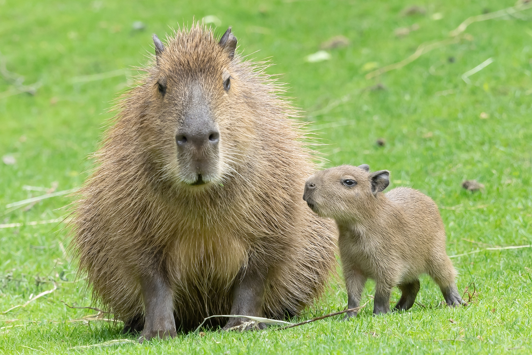 Wasserschwein-Quartett im Tiergarten Schönbrunn geboren
