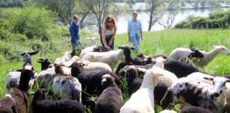 (C) PID/Votava: 70 Schafe sind über den Sommer auf der Donauinsel im Einsatz.