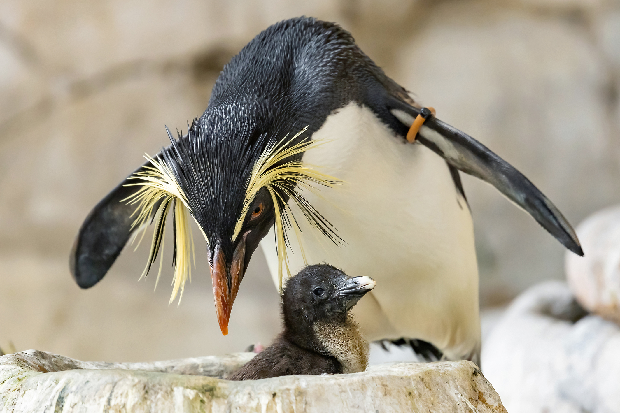 Freude über Felsenpinguin-Küken