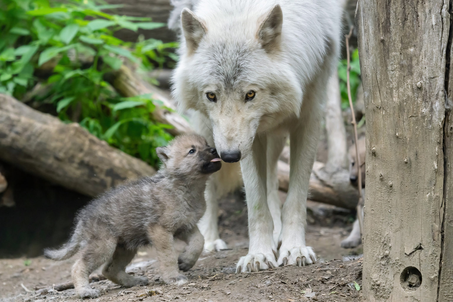 S e Wolfswelpen In Sch nbrunn Geboren Wiener Bezirksblatt s-e-wolfswelpen-in-sch-nbrunn-geboren-wiener-bezirksblatt