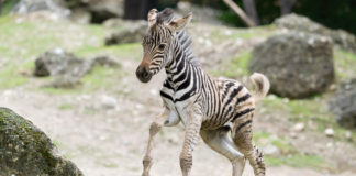 (C) Daniel Zupanc: Im Juni ist der kleine Zebrahengst auf die Welt gekommen.