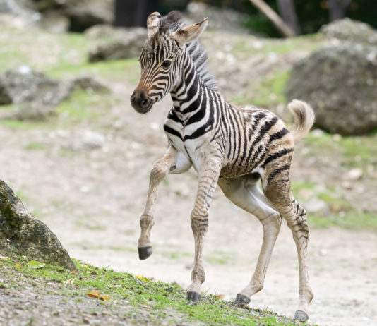 (C) Daniel Zupanc: Im Juni ist der kleine Zebrahengst auf die Welt gekommen.