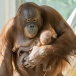fb_orang_utan_20062022_tgs_zupanc_01_quer