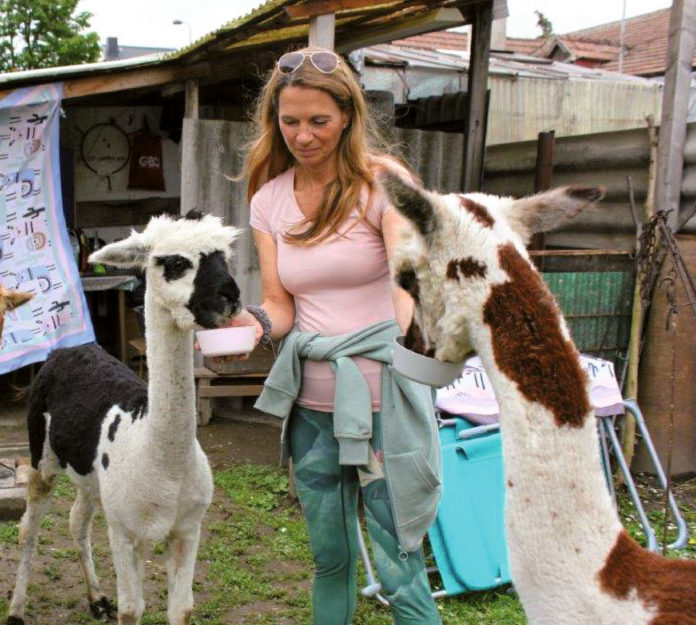 (C) zVg: Karin Haumer schuf mit ihren Alpakas ein Paradies für Kinder und Erwachsene.