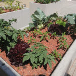 20220712_selbstversorger-balkon2_cgartengestaltungeipeldauer_18x13