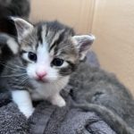 (C) TierQuarTier Wien: Sieben Kitten samt Mutterkatze wurden in Rudolfsheim-Fünfhaus einfach ausgesetzt.